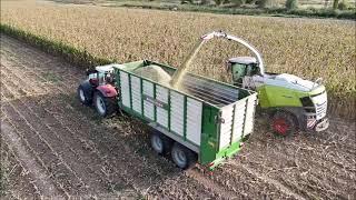 Mais häckseln 2024 Teil 4 Claas Jaguar 950 Volvo John Deere Steyr Bergmann Conow harvest Ernte 2024