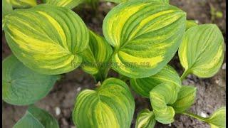 http://hostadnepr.com.ua    #хоста  William Lachman ( Streaked) #hostas