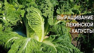 Выращивание пекинской капусты. КФХ Баулиной Екатерины