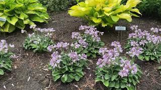 Blue Mouse Ears Hosta