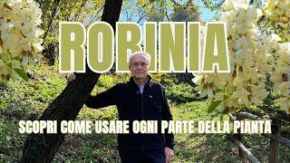 A cosa servono la CORTECCIA, i FIORI e le FOGLIE della ROBINIA? Scopri come usare questa pianta!