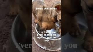 #adoptstrays #lovepets #donatenow #rescue #animals #feed #cute