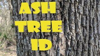 Ash Tree Identification Simplified