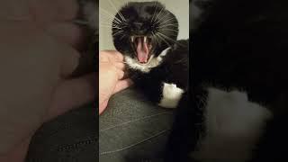 Yo Mama #bella #cat #catentertainment #cute