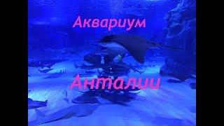 Аквариум Анталии. Где лучше купить билеты? Как добраться к нему самостоятельно?