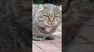 Какая порода у Барсика? Лесной дикий кот!  #барсик  #леснойкот  #catlover