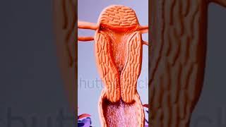 Sperm ejaculation in female #reproductivesystem #3d #shorts #3danimation #short #viralvideo #anatomy