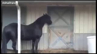 Умные красивые агрессивные и смешные лошади Cute horses Funny animals