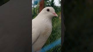 parava️ #pigeon #Malayalam