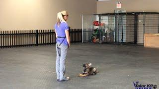 German Shepherd puppy obedience training | 9 weeks old | Amy Pishner | Valor K9 Academy