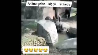 Çılgın maymun  #güldürgüldür #komedi #shorts