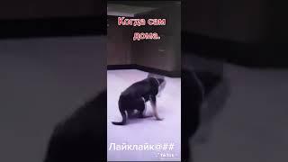 собака танцует.гопака