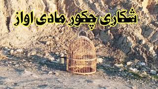 Hunter chakor female sound 2025 l partridge sound l keklik sese dese shikare chakor made voice