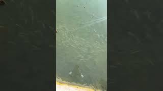 Wait for it… Do you see that?? Look at those perfect baitfish! #fishing #fish #seafood