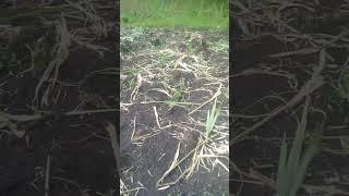 Baboons destruction of maize farm in Homa Bay, Kenya.