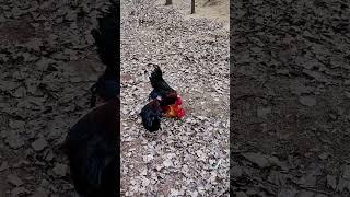 I really want to know what the roosters are thinking  Chicken farming