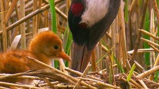 ŻURAW (Grus grus) niesforny pisklak [PTAKI POLSKI] HD