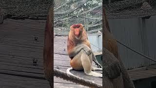 #Changlong Proboscis Monkey Nakula talks a lot #original video #Changlong Wildlife World
