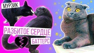 ВСЕ КОШКИ ТАКИЕ! ПОЧЕМУ КОТ МУРЗИК НЕ ПОЖЕНИТСЯ НА БАТТЕРС |  БУДУТ ЛИ ОНИ ДРУЖИТЬ?