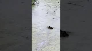 Quack Mama Duck's Adorable Hide-and-Seek Adventure! #Ducklings #HideAndSeek #MamaDuck #CuteAnimals