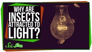Why are Insects Attracted to Light?