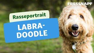 Rasseportrait: Labradoodle