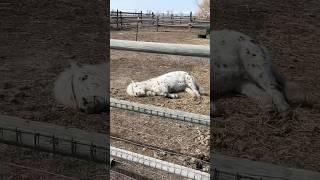  Old rescue pony gets a new life #trending #horse #rescue
