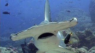 Hammerhead Sharks | JONATHAN BIRD'S BLUE WORLD