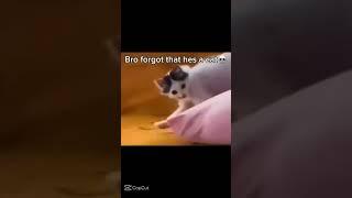 This cat is a skin walker #cat #skinwalker