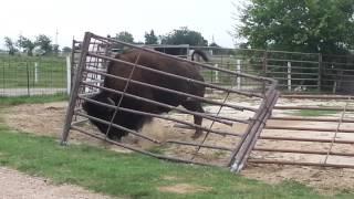 how a bison fixes a fence