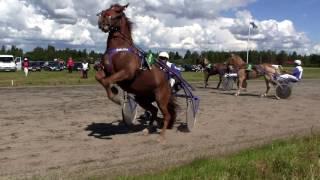 Horse accident 2 - Kauhajoki races happens and happens