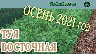 Туя восточная Обзор интернет-магазина питомника "Хвойный дворик"