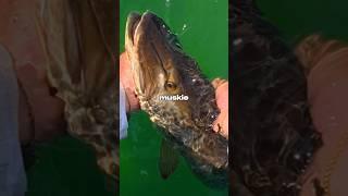 I Fished for MUSKY 