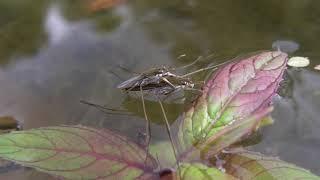 Common pond skater (Gerris lacustris) mating