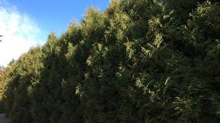 Туя Западная "Брабант". Thuja occidentalis “Brabant”.