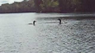 Loons cavorting on Pennington Lake, Crosby, Minnesota