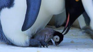 Baby Penguin Transfer | Snow Chick: A Penguin's Tale | BBC Earth