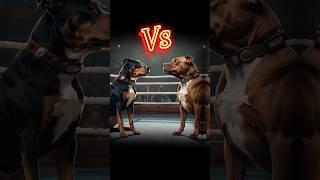 pitbull vs rottweiler real fight | rottweiler vs pitbull real fight #pitbull #pitbulldog #rottweiler