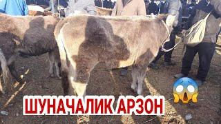 АНДИЖОН АСАКА МОЛ БОЗОРИ ХУНАЖИНЛАР НАРХДАРИ 18 ноября 2021 г. ANDIJON ASAKA MOL BOZORI NARXLARI