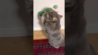 Catnip Song