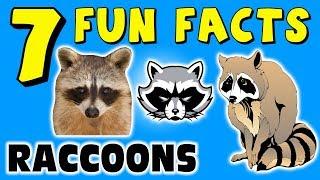 7 FUN FACTS ABOUT RACCOONS! FACTS FOR KIDS! Raccoon! Paws! Tree Learning Colors! Funny! Sock Puppet!