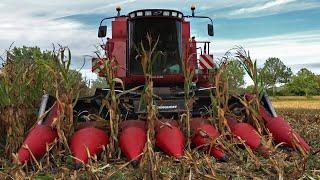 Mais Dreschen 2022 | CASE IH 2388 Axial-Flow