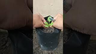 Planting mustard greens in polybags at home