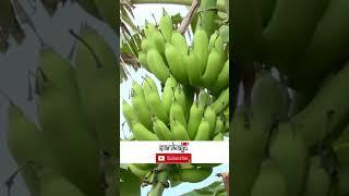 This Guy is Enjoying Profit from Cucumber Farming, Making Money/The Content is in Odiya