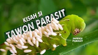 Bagaimana Tawon Parasit Ini Menjadi Penyelamat Manusia | Parasitoid Wasps