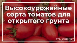 Высокоурожайные сорта томатов для открытого грунта | toNature.Info