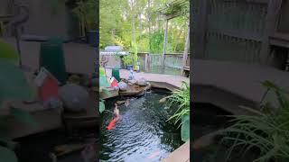 Deck & Koi Pond