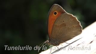 Tunelurile de la Sasca Româna