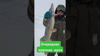 Крупная щука на жерлицу.Ставьесли хочешь поймать такую же#топ #рыбалка #карелия