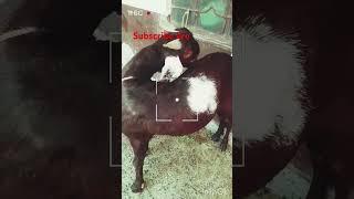 #mashaallah #goat#ajmer #animals #viws #beautiful #muslimfestival #trendingreels #trendingshortbkra